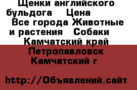 Щенки английского бульдога  › Цена ­ 60 000 - Все города Животные и растения » Собаки   . Камчатский край,Петропавловск-Камчатский г.